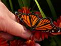 Monarch butterfly hand